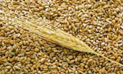 Too Nur-Agro. Продам Зерно 3, 4, 5, класс, мука, отрубь, Ячмень, овёс, ле
