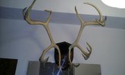 Продам рога сибирского оленя!