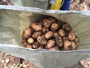 Продам оптом картофель сорта Невский 