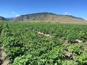 Продам Нарынкольскую картошку