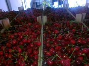 Российская компания приглашает к сотрудничеству