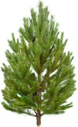 Новогодние хвойные деревья оптом - Ель, Пихта, Сосна