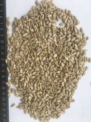 Ядро подсолнечника