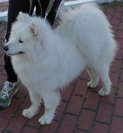 Собака самоед