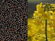 масло рапсовое нерафинированное 