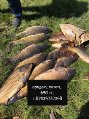 Продам сазана,  карпа,  карася